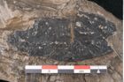 Foto (Detailansicht) von Quercus naumanni Ettingshausen (NHMW-GEO-2024-0188-7969)